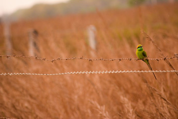 green bee eater