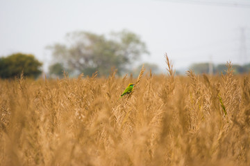 green bee eater
