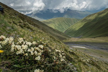 Blooming rhododendron in the foreground. Epic dark stromy clouds on the background. Hill covered with green grass. Overcast summer day in Caucasus mountains in Georgia (Hevsureti). - obrazy, fototapety, plakaty