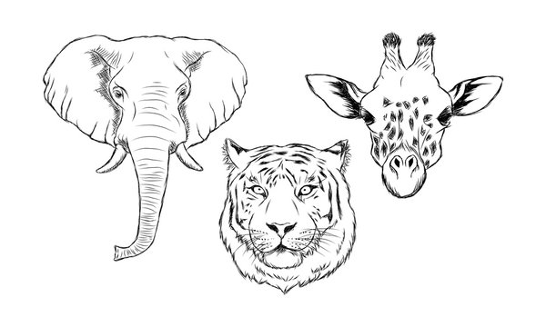 Set of black and white hand drawn wild animals. Illustration of elephant, tiger and giraffe