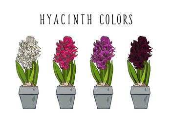 botanical set home garden hyacinth colors sketch