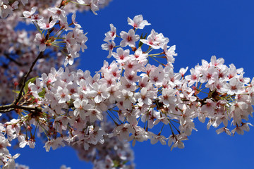Fruit trees reach flowering with splendid many flowers