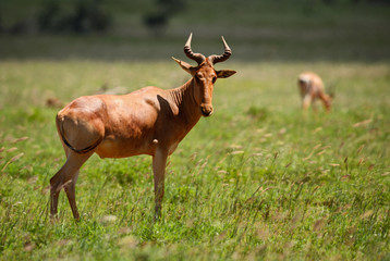 Naklejka na ściany i meble Hartebeest - Alcelaphus buselaphus, large antelope from African savanna, Taita Hills reserve, Kenya.