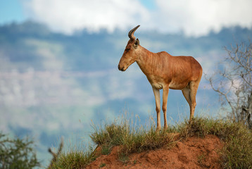 Hartebeest - Alcelaphus buselaphus, large antelope from African savanna, Taita Hills reserve, Kenya.