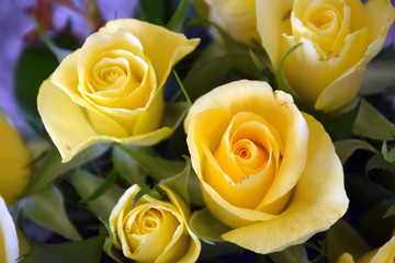 leuchtend gelbe Rosen als Frühlings Hintergrund 