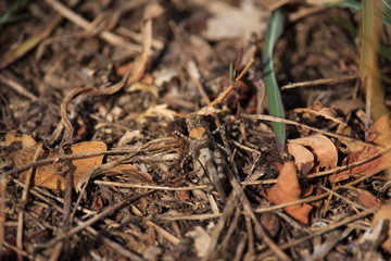 Brown Grasshopper