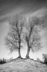 Black and white picture of leafless twin trees.