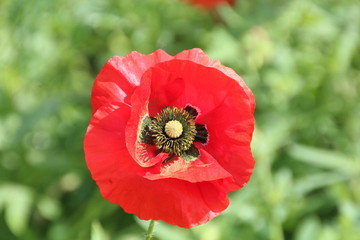Closeup Of Red Poppy, Devonian Botanic Gardens, Devon, Alberta