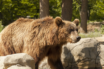 Naklejka na ściany i meble Kamchatka Brown Bear at mountain forest in their natural habitat.