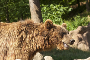 Kamchatka Brown Bear at mountain forest in their natural habitat.