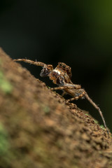 spider macro