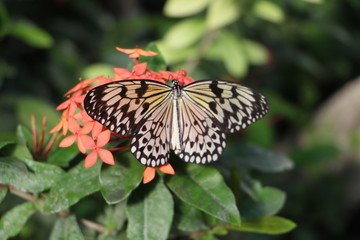 Fototapeta na wymiar Schmetterling mit schwarzweißen Flügeln