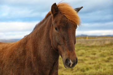 Obraz premium Portrait of brown Icelandic horse in the field