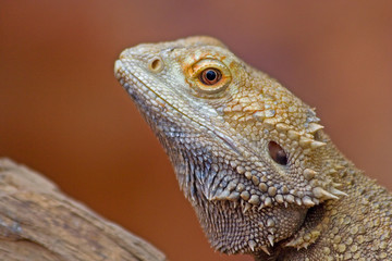 Colorful portrait of Lizard