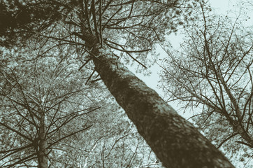 Pine tree in the forest view from below. Silhouette tree abstract background