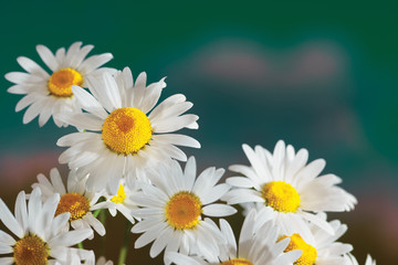 Obraz premium Chamomile among flowers
