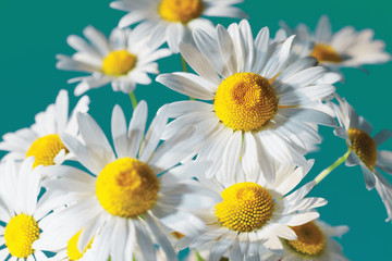 Chamomile among flowers