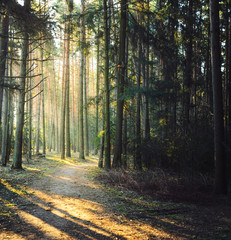 Forest road in the morning with bright sunlight.