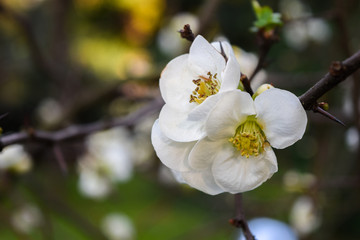 blooming flowers, early spring