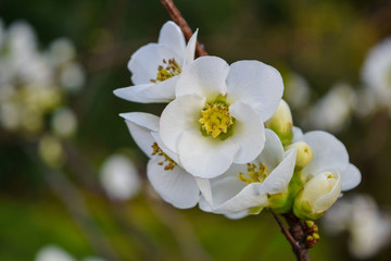 blooming flowers, early spring