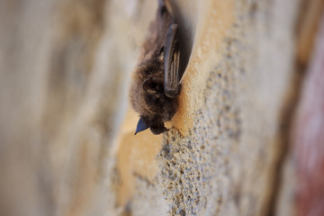 Chiroptera Sleeps on Wall