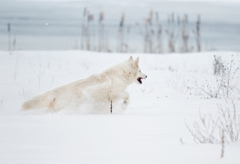 White Swiss Shepherd in the park in winter