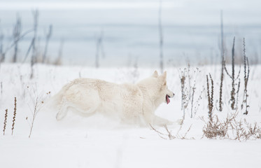 White Swiss Shepherd in the park in winter