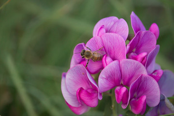 Fototapeta na wymiar Bee on Vicia sativa