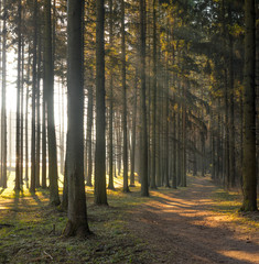 Forest road in the morning with bright sunlight.