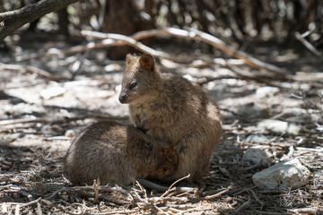 Quokka, Setonix brachyurus, image was taken on Rottnest Island, Western Australia