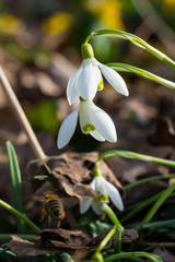 Frühlingsanfang, Schneeglöckchen, Scilla bifolia