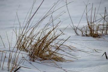 Long Grass in the Snow