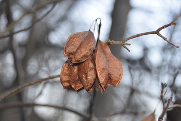 Cluster of American bladdernut seed pods detail