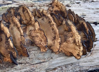 Group of bracket fungi on a dead log