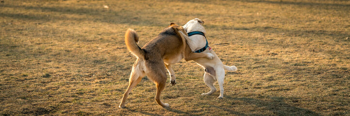 Two cute dogs playing in a park panorama