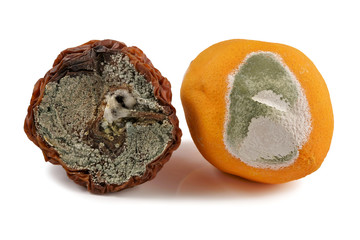 Fruit, apple and orange, moldy, on a white background