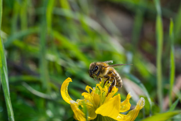 Frühlingsanfang, Schneeglöckchen, Scilla bifolia