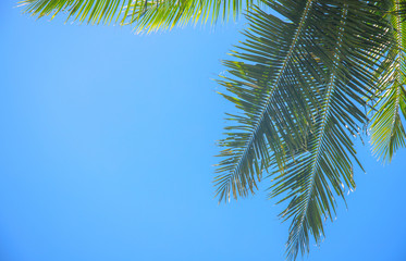 Palm branch and blue sky. Green tropical leaf on blue background.