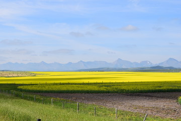 yellow fields