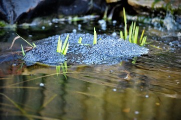 Frogspawn