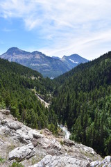 Forest valley