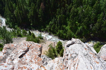 The trees in the valley below