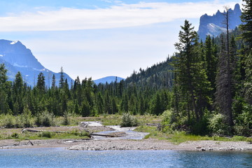 tree landscape