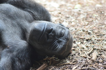 Sleeping Ape