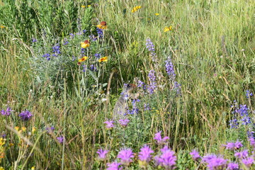 Wild Flowers