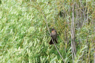 Bird on branch