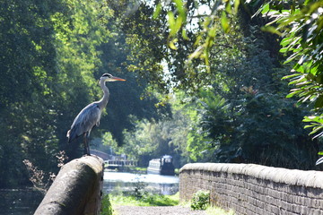 Heron on bridge