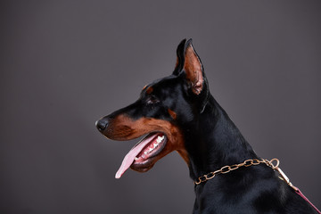 Doberman on a dark background in studio