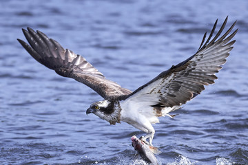 Osprey (Pandion haliaetus)