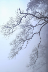 Bare tree branches against the blue and cloudy sky, background for dry and summer season